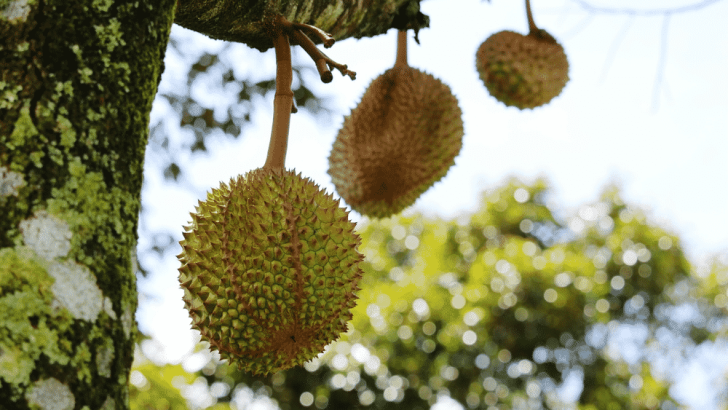 Jual Bibit Unggul Durian Musang King Murah Jual Bibit Unggul Durian Musang King Murah