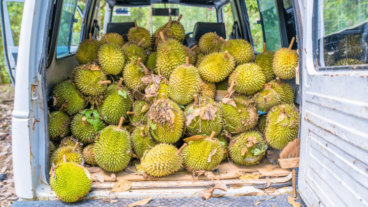 Apa Itu Durian Musang King