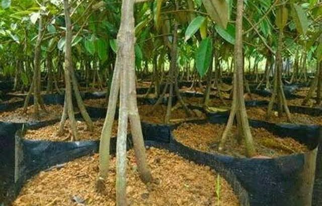 Bibit Durian Musang King Kaki 3 Bibit Durian Musang King Kaki 3