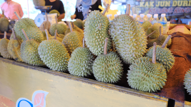 Harga Bibit Buah Durian Musang King Harga Bibit Buah Durian Musang King