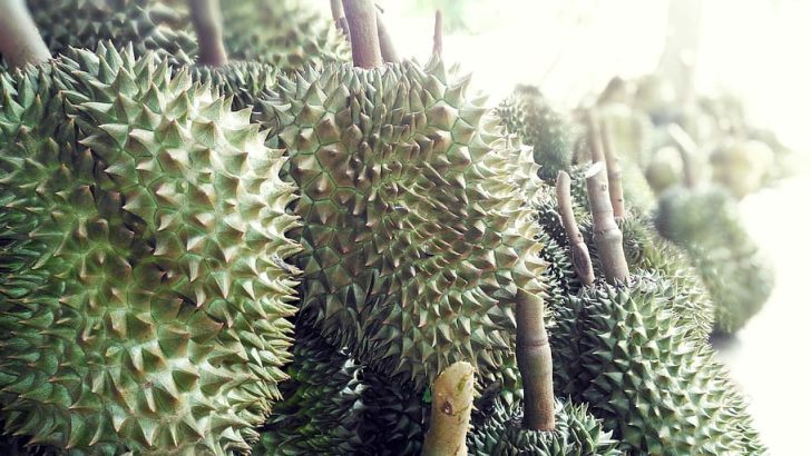 Cara Budidaya Dan Perawatan Bibit Durian Cara Budidaya Dan Perawatan Bibit Durian