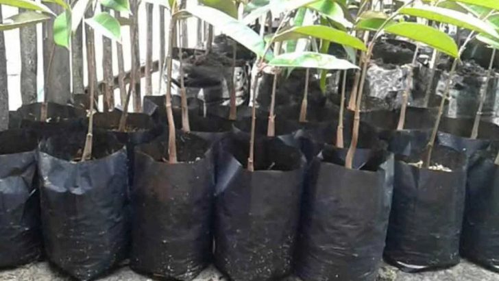 Cara Perawatan Benih Durian Dalam Polybag Dengan Gampang Dan Efektif