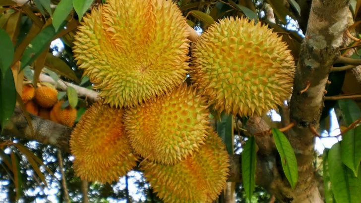 6 Cara Tepat Dalam Proses Perawatan Bibit Durian