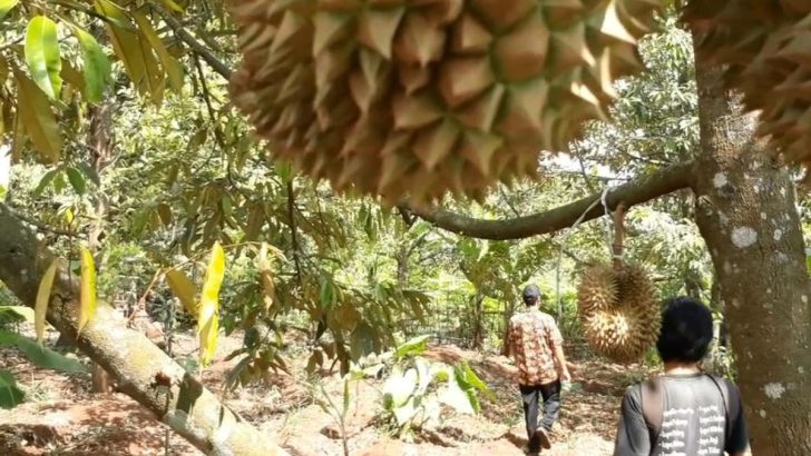 Perawatan Bibit Durian